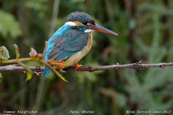 Common Kingfisher - Tom Tarrant