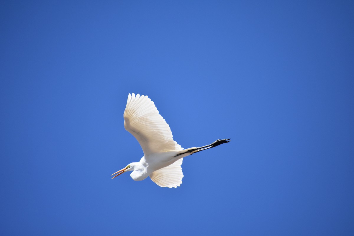 Great Egret - Jack Parlapiano