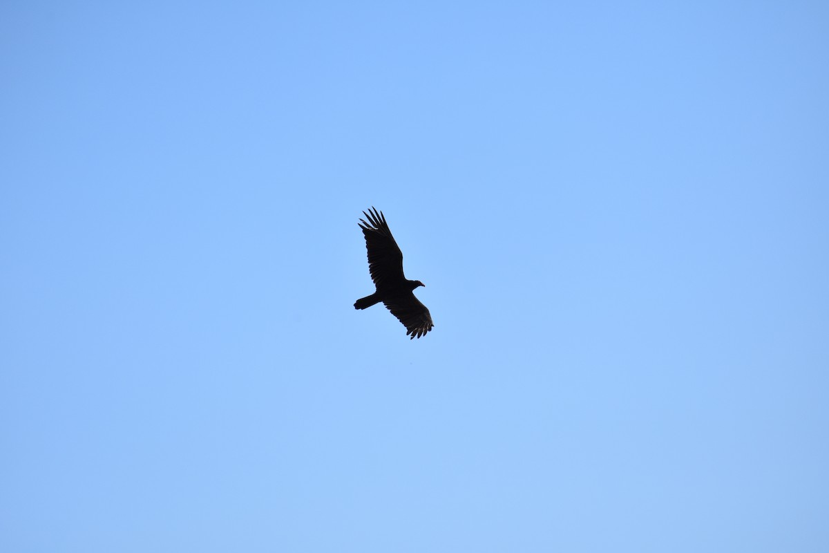 Turkey Vulture - Jack Parlapiano