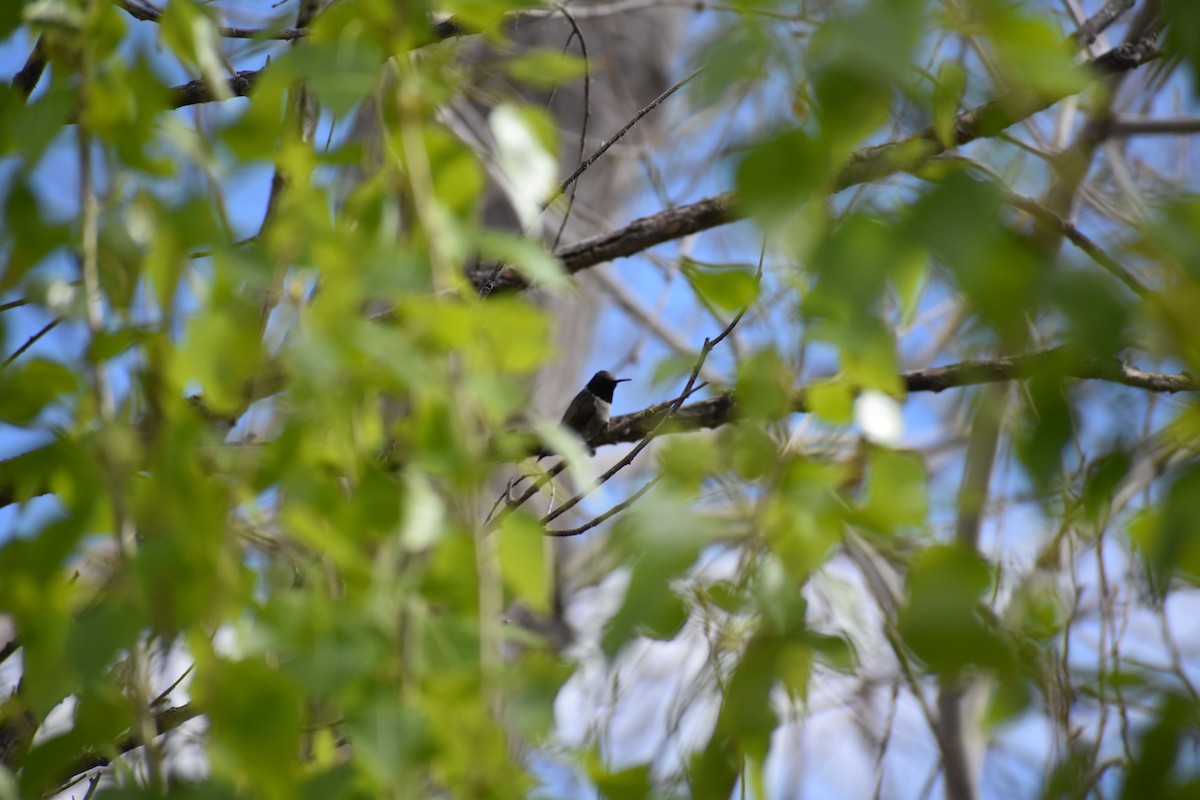 Black-chinned Hummingbird - Jack Parlapiano