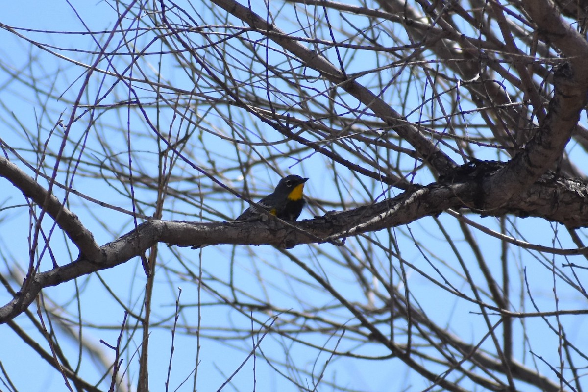 Yellow-rumped Warbler (Audubon's) - Jack Parlapiano