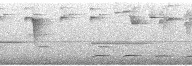 White-streaked Antvireo (White-streaked) - ML92687