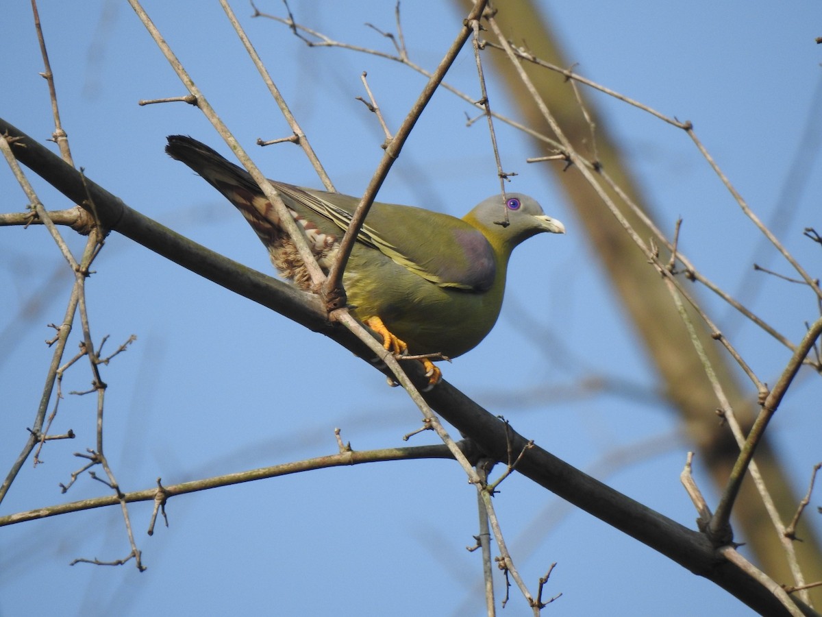 Yellow-footed Green-Pigeon - Nagendra Nayak