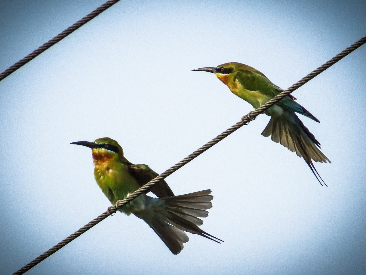 Blue-tailed Bee-eater - ML92689291
