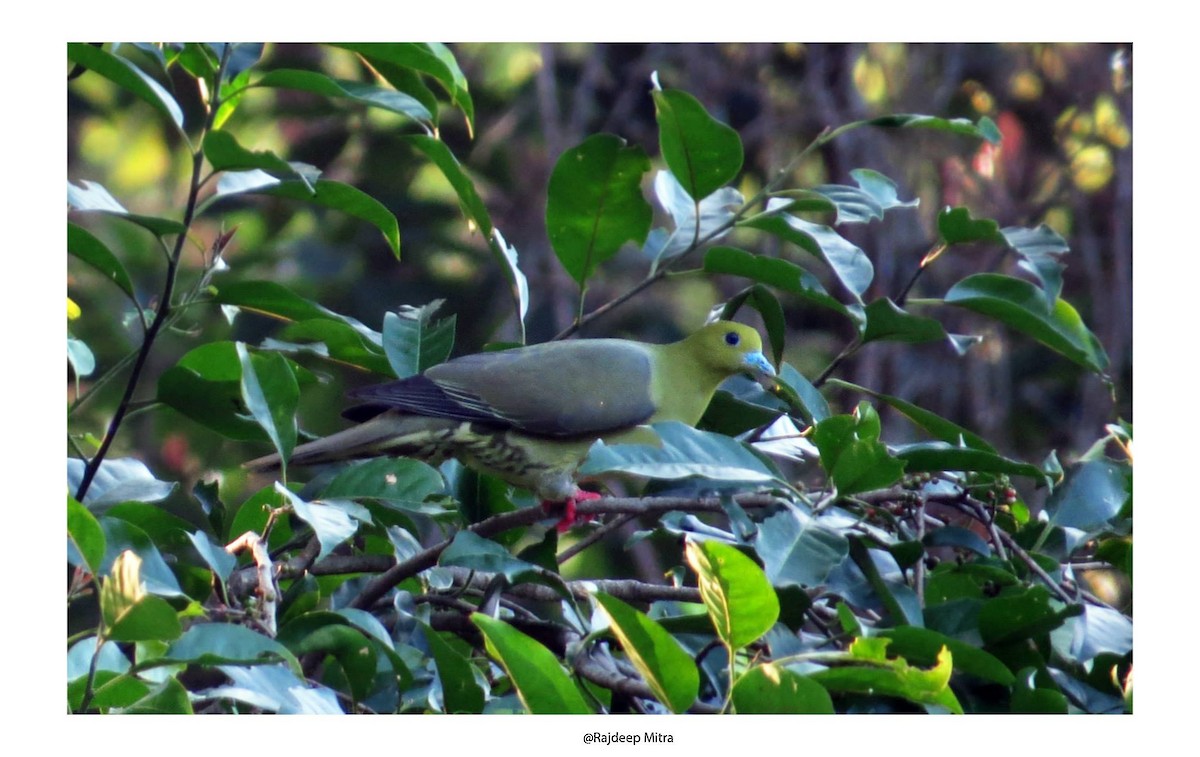 Wedge-tailed Green-Pigeon - Rajdeep Mitra