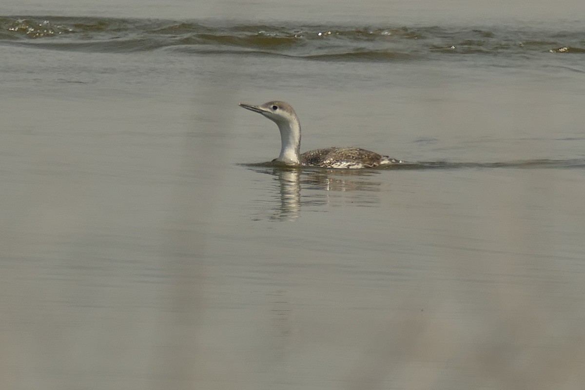 Red-throated Loon - Beth Dickinson