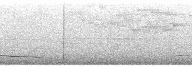 White-streaked Antvireo (White-streaked) - ML92694