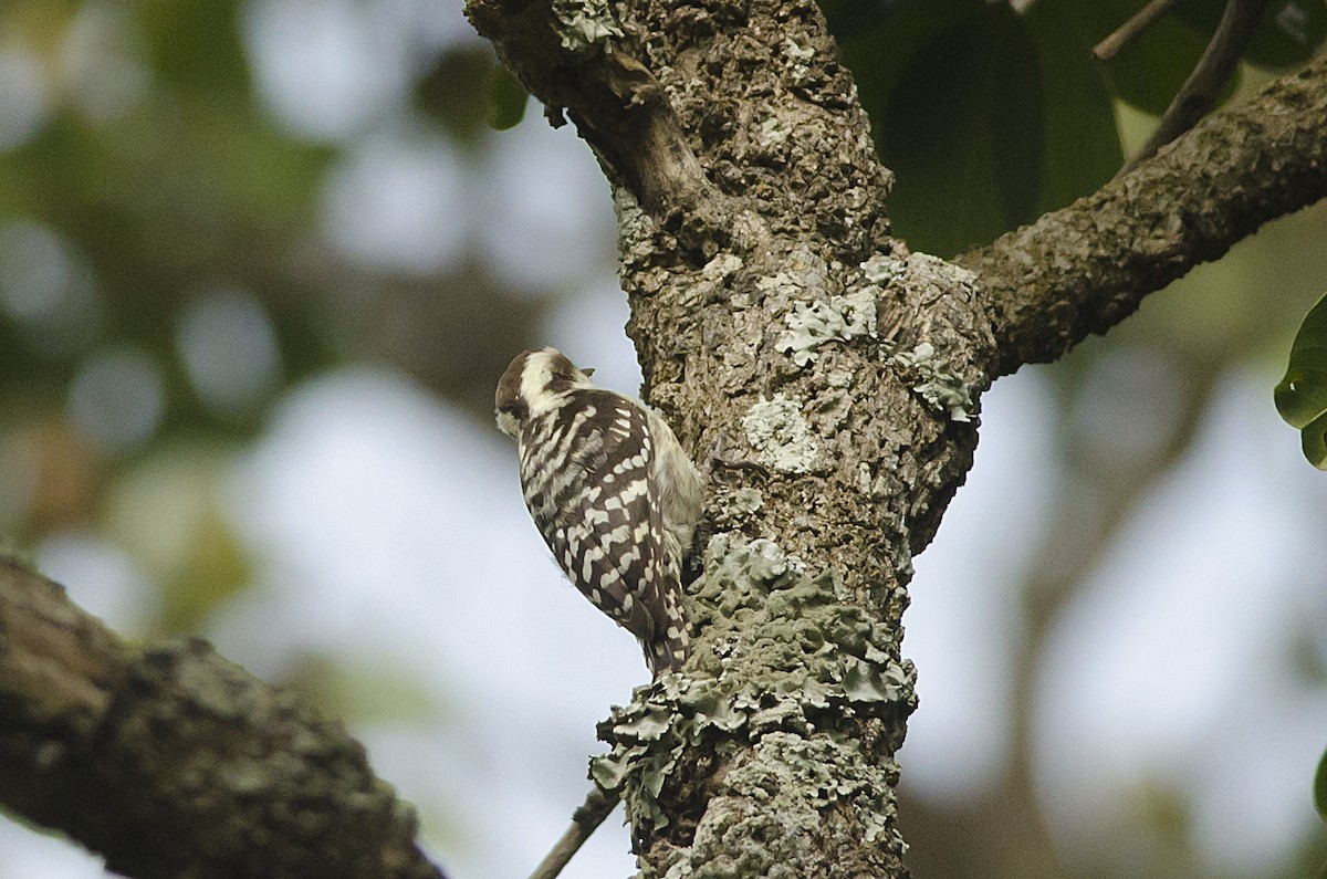 Brown-capped Pygmy Woodpecker - ML92694491
