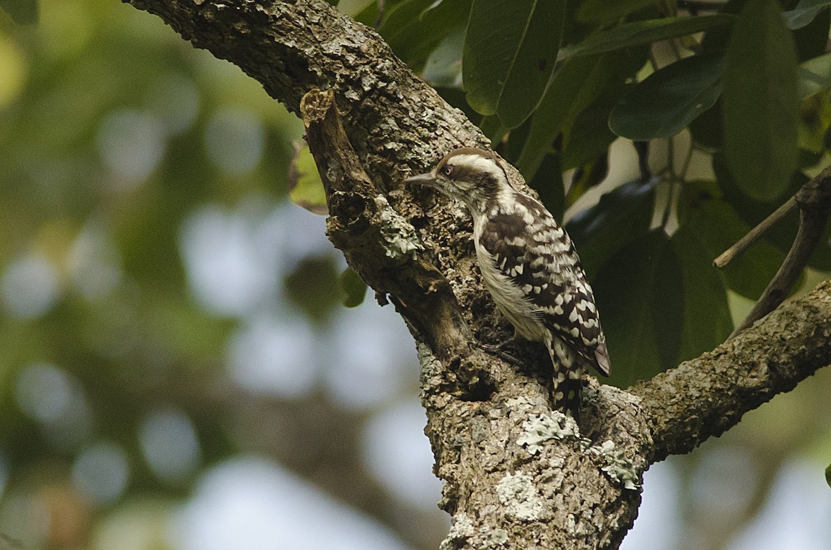 Brown-capped Pygmy Woodpecker - ML92694501