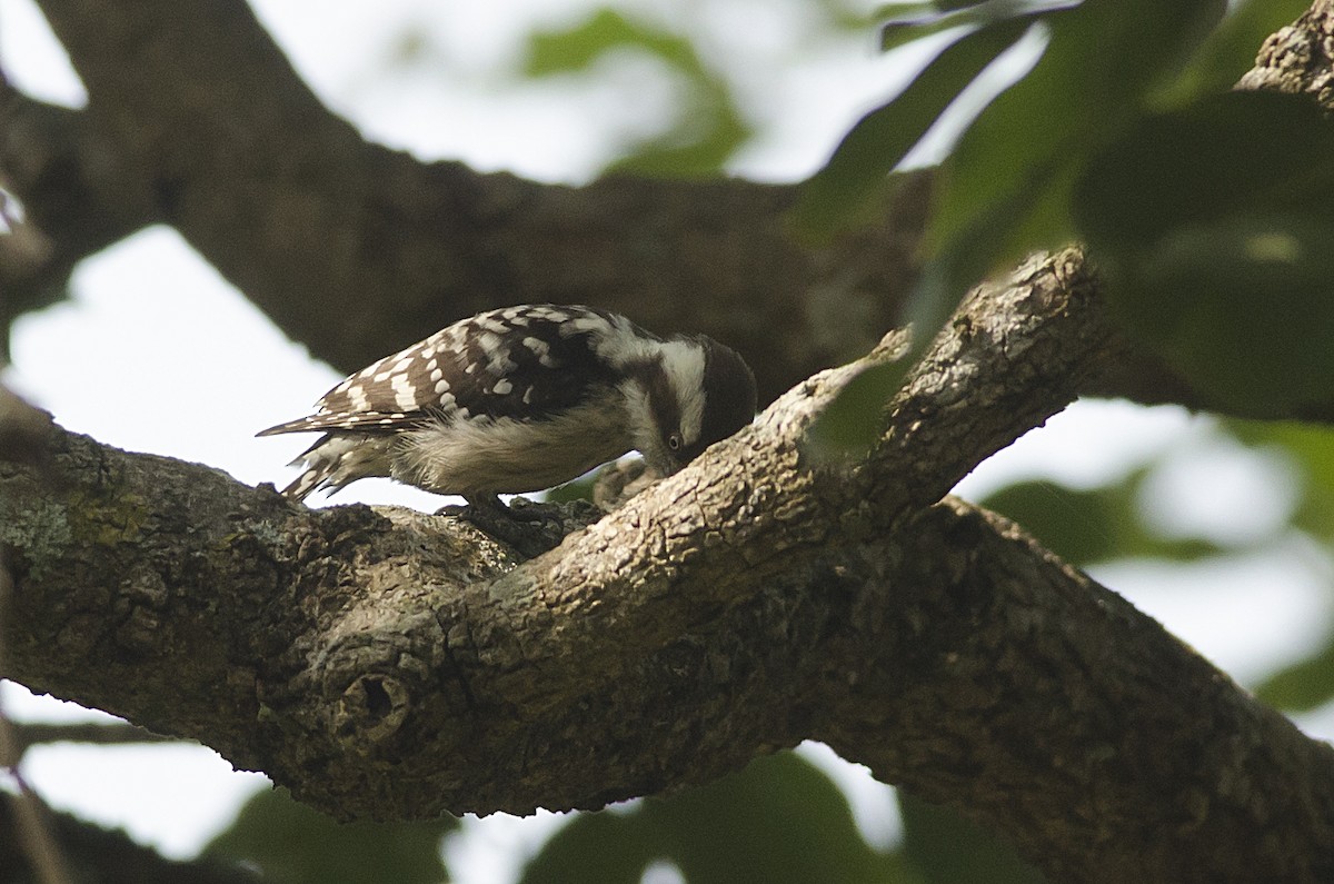 Brown-capped Pygmy Woodpecker - ML92694511