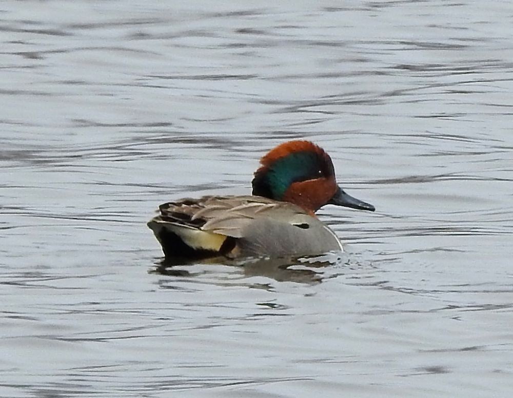 Green-winged Teal - ML92694551