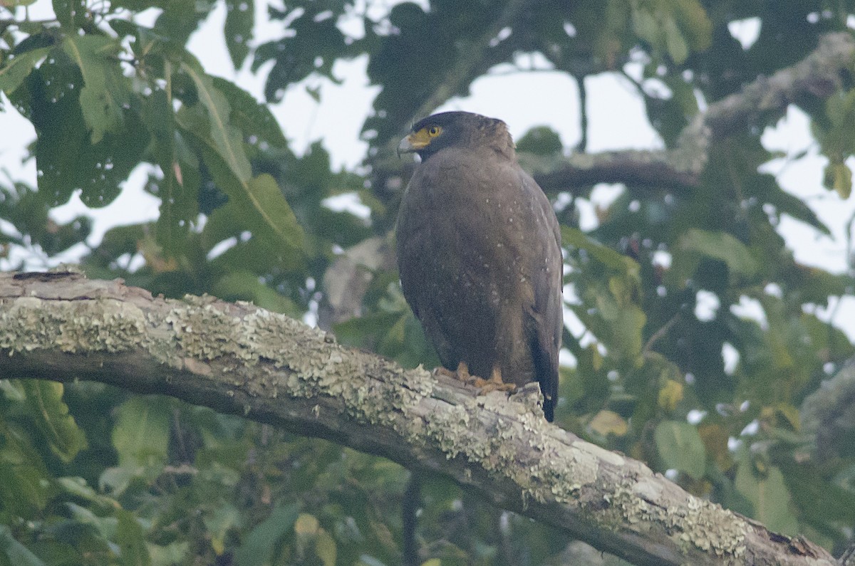 Crested Serpent-Eagle - ML92694611