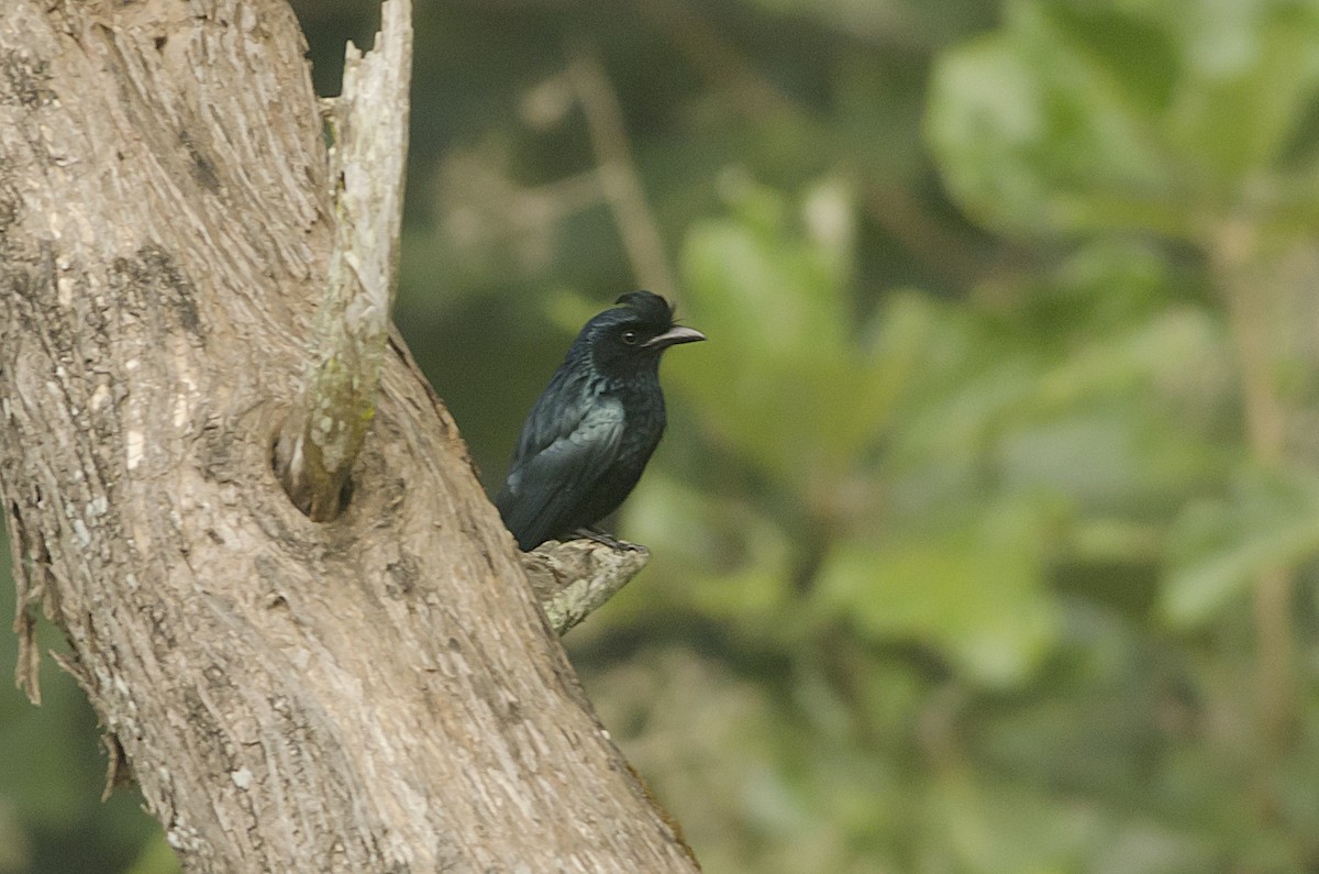 Greater Racket-tailed Drongo - ML92694721