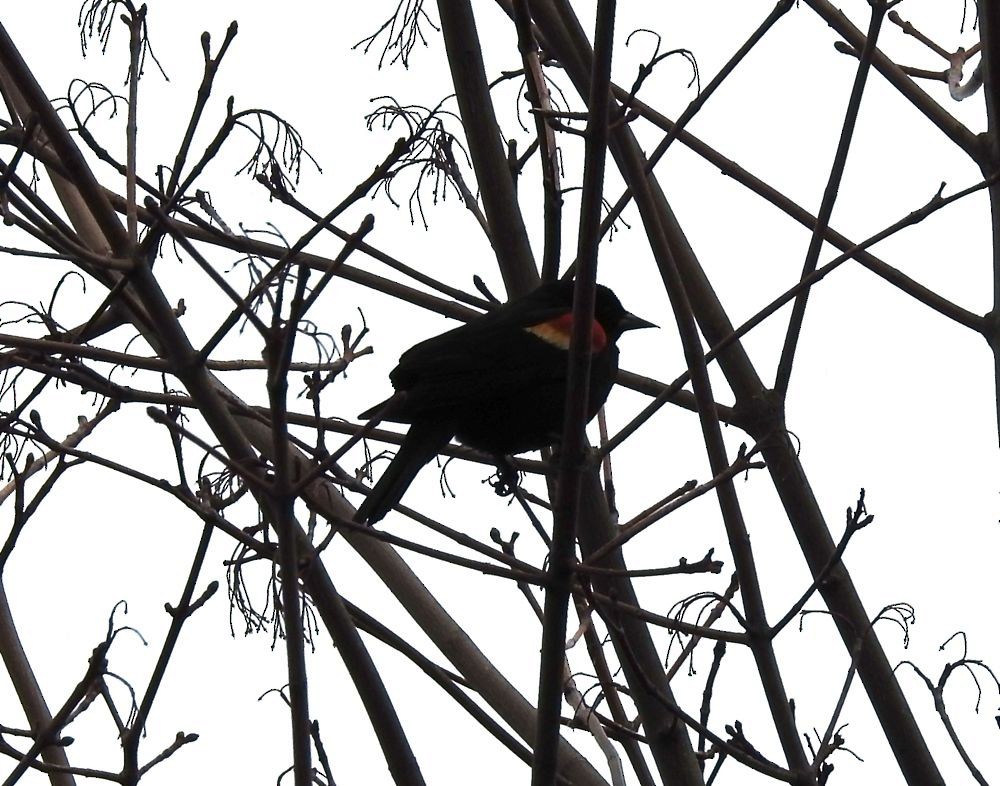 Red-winged Blackbird - Bev Wigney