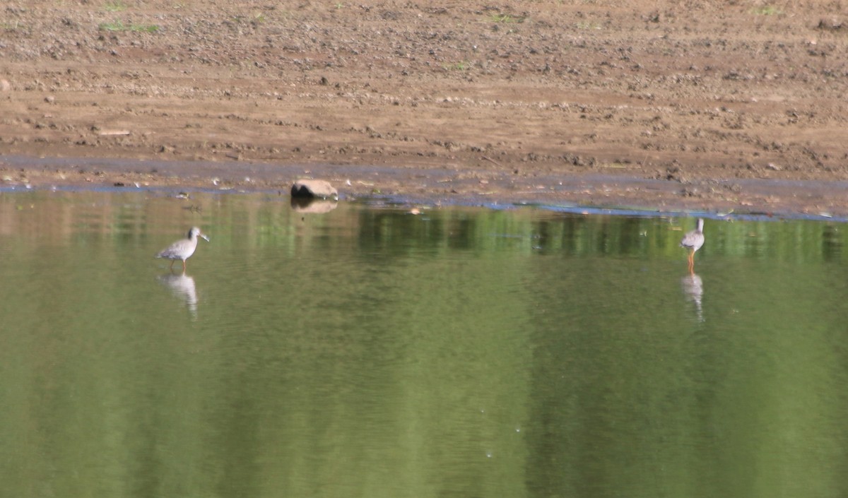 Spotted Redshank - ML92695061