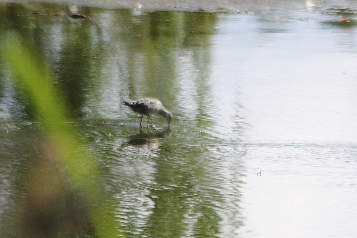Spotted Redshank - ML92695491