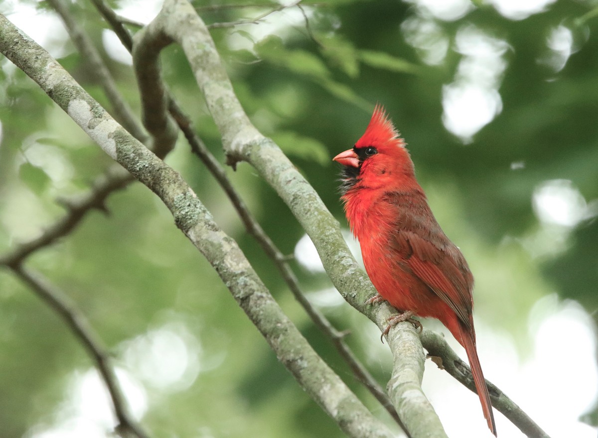 Cardinal rouge - ML92700471