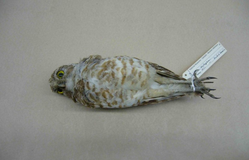 Burrowing Owl - ML92700511