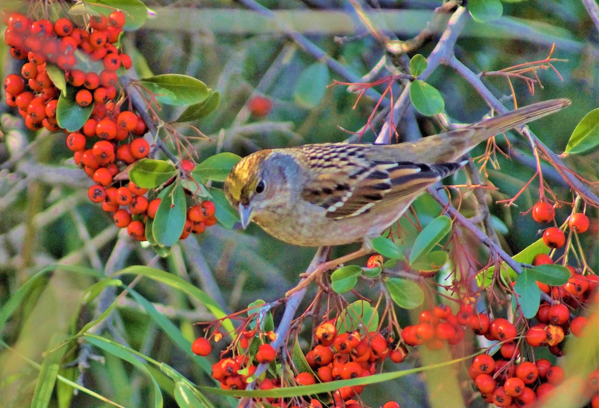 Golden-crowned Sparrow - ML92700941