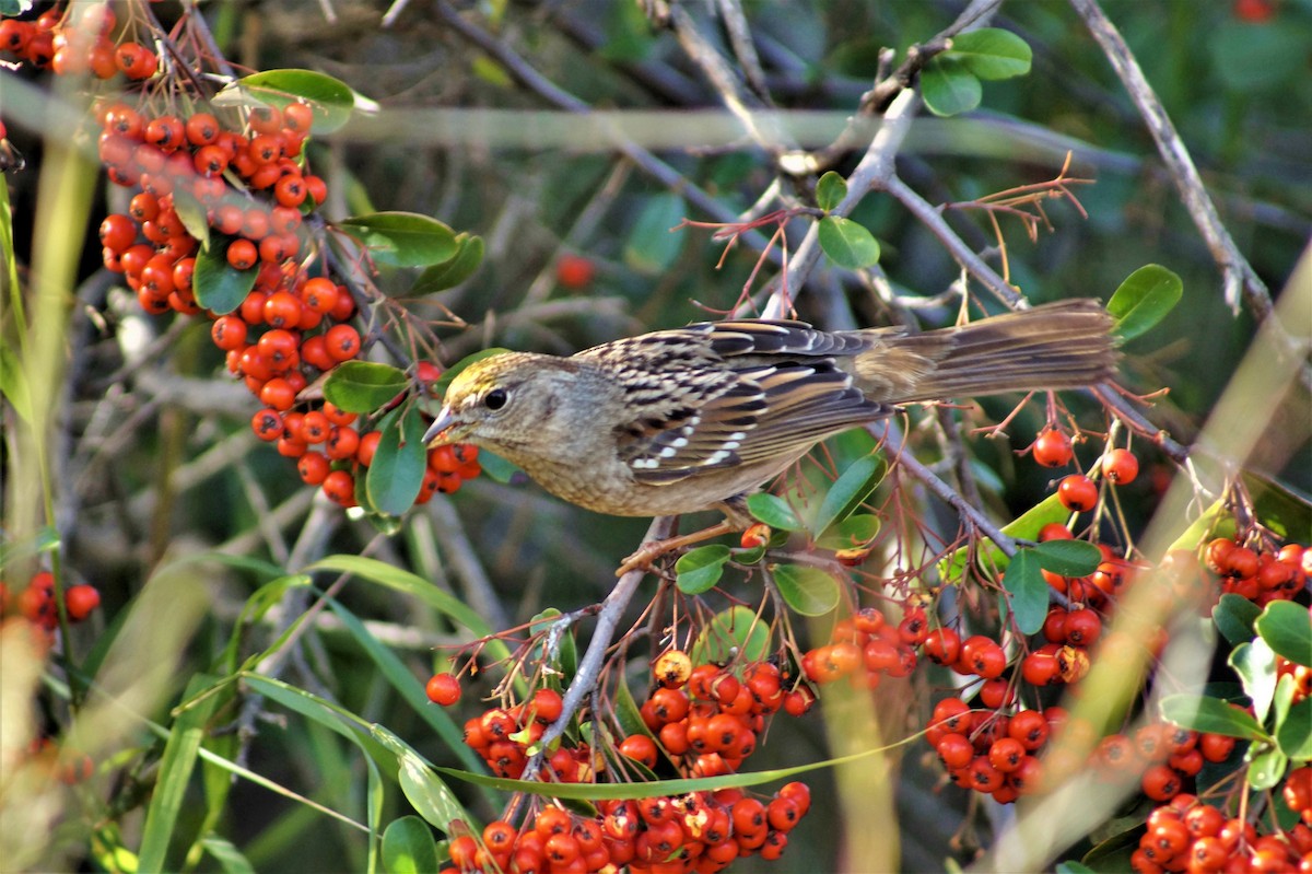 Golden-crowned Sparrow - Daniel Hoebeke