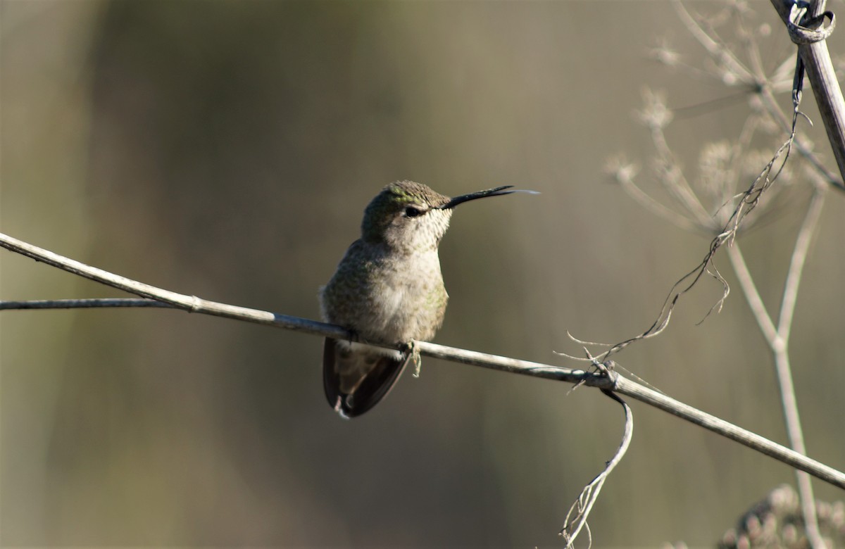 Allen's Hummingbird - Daniel Hoebeke