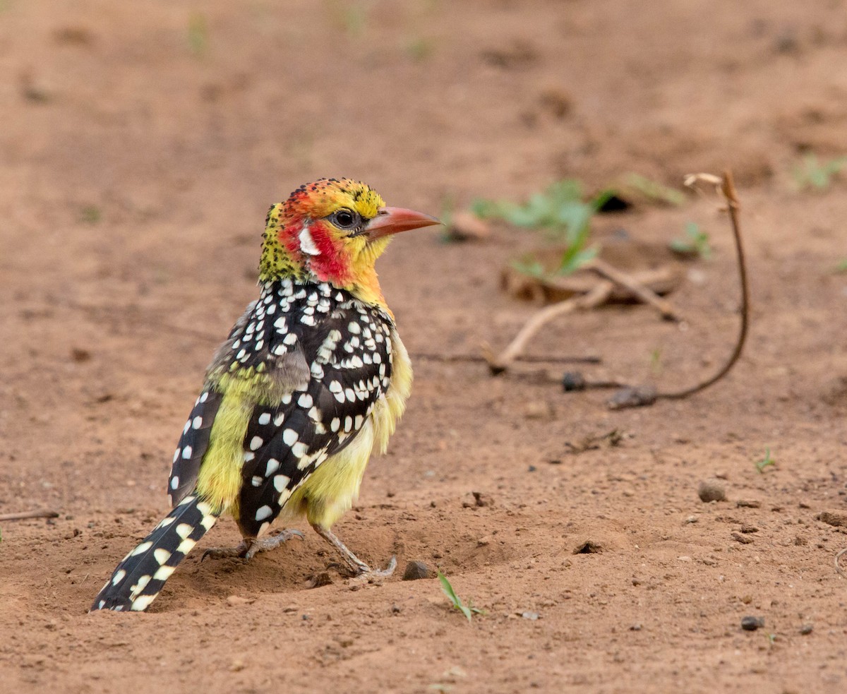 Red-and-yellow Barbet - Kevin Vande Vusse