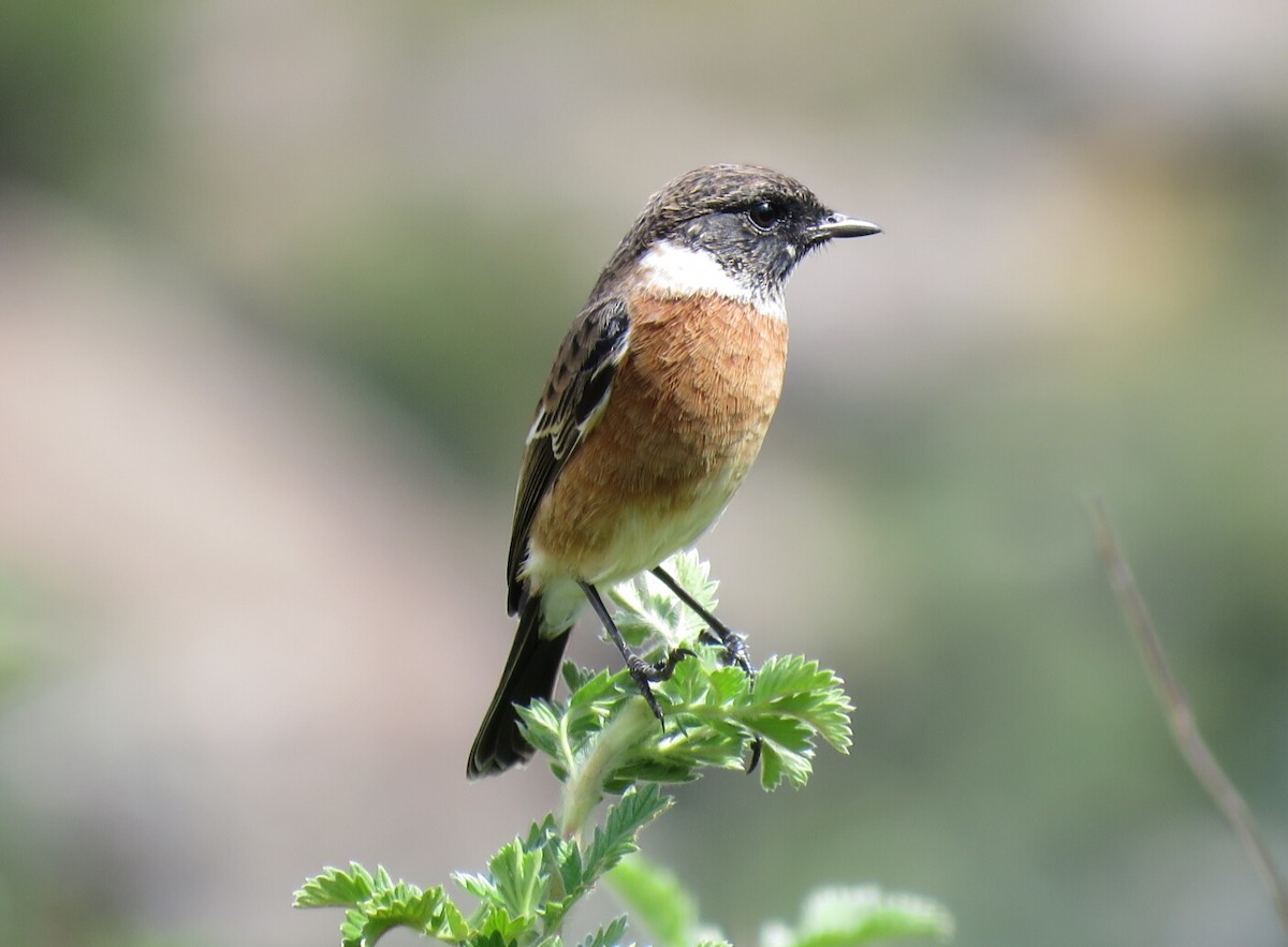 African Stonechat (African) - ML92708811