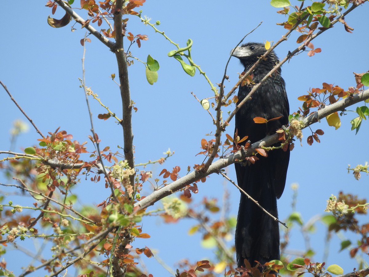 Groove-billed Ani - Isain Contreras