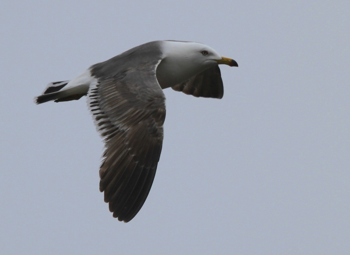 Black-tailed Gull - Isaac Helmericks