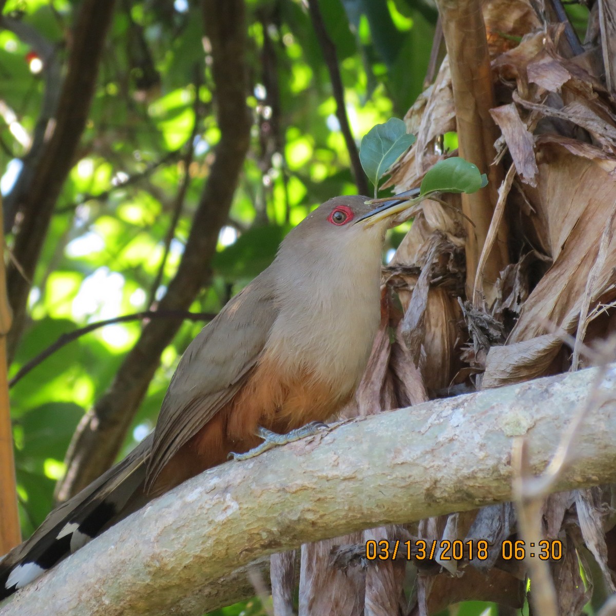 Puerto Rican Lizard-Cuckoo - ML92713221