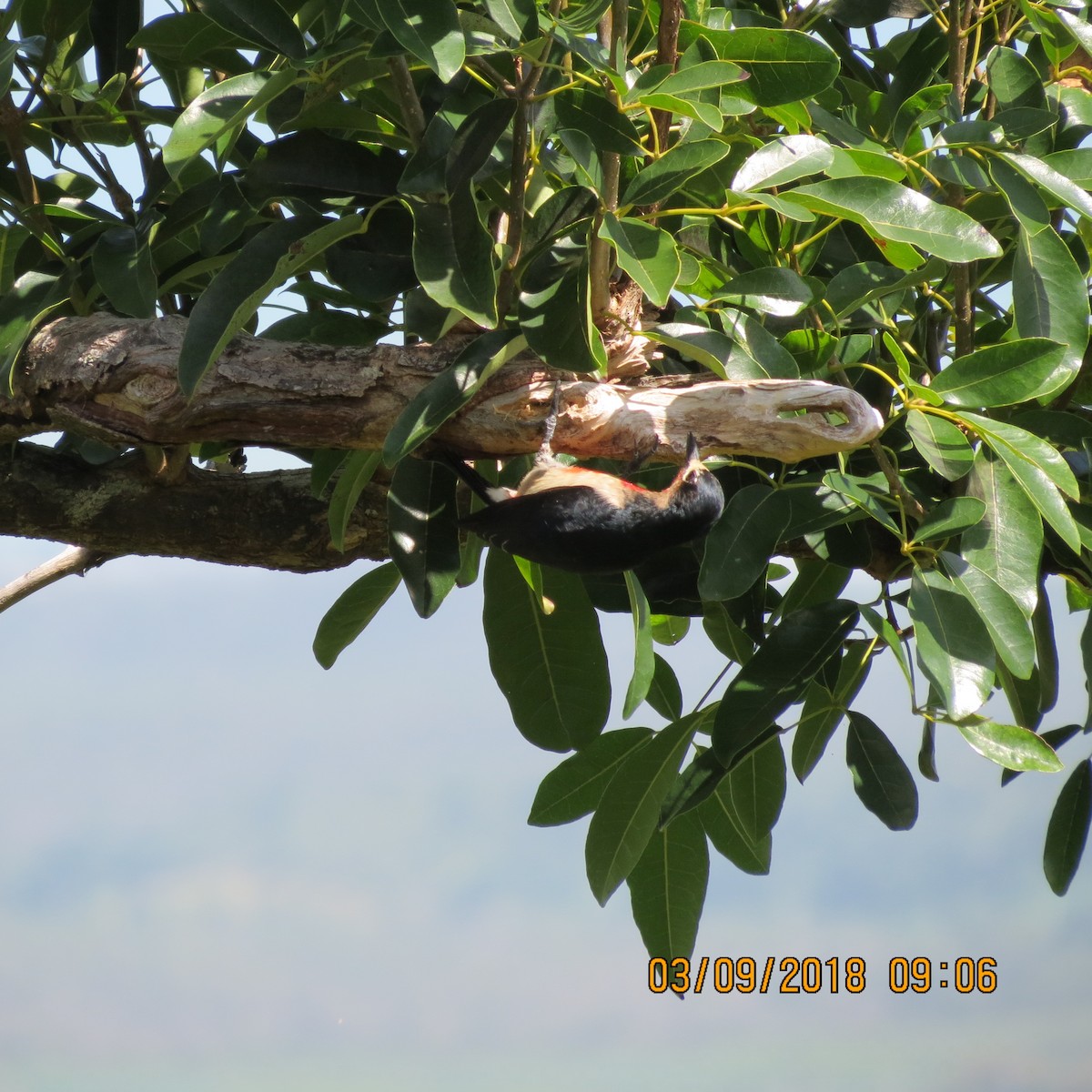 Puerto Rican Woodpecker - ML92713311