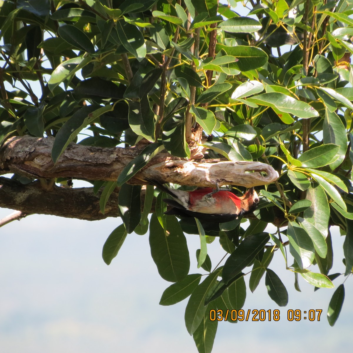 Puerto Rican Woodpecker - ML92713341