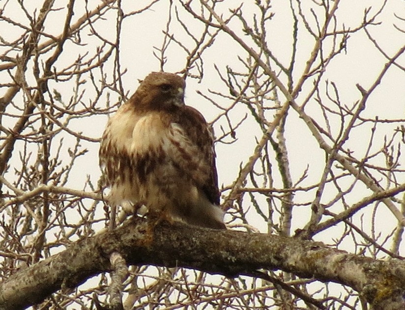 Red-tailed Hawk - ML92714391