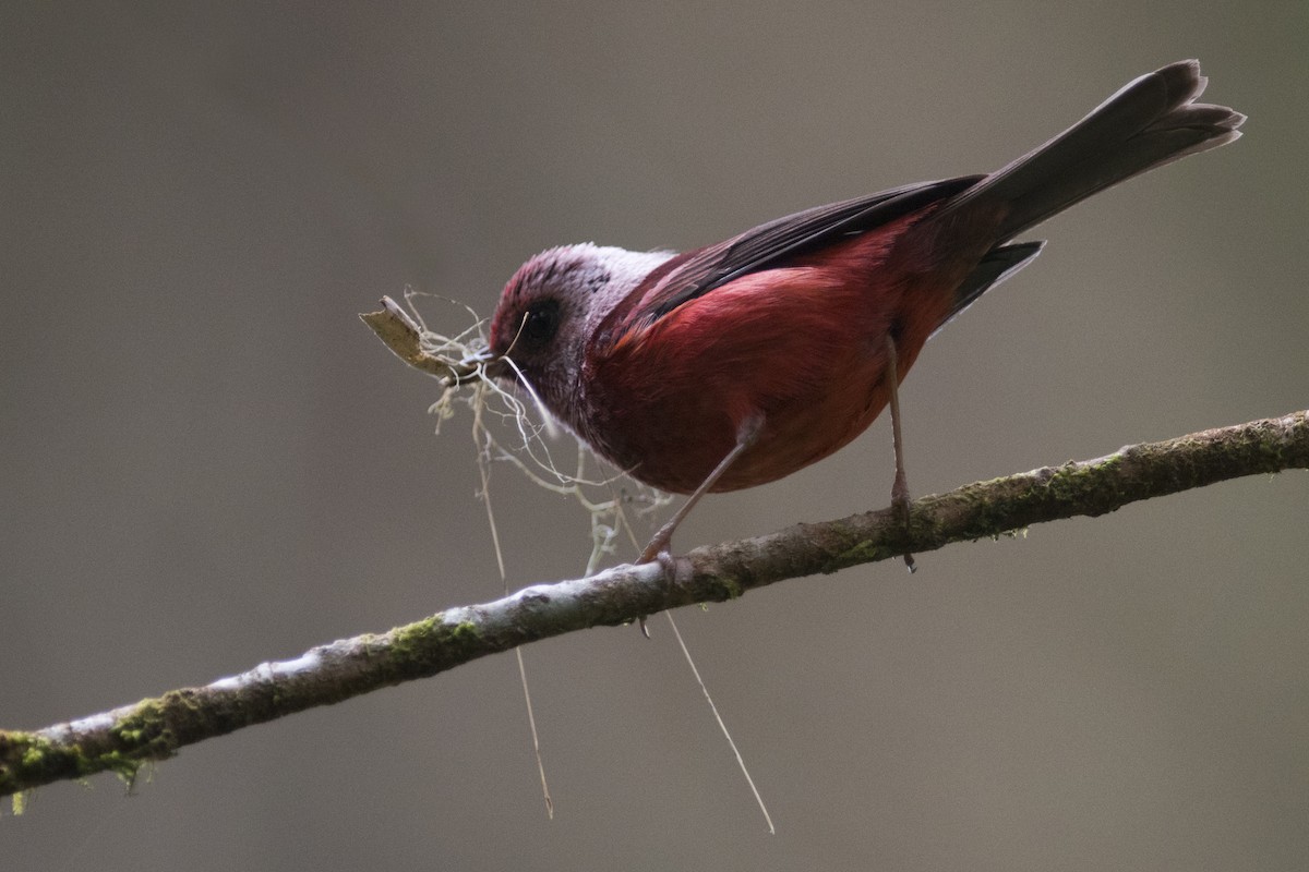 Pink-headed Warbler - John Cahill xikanel.com
