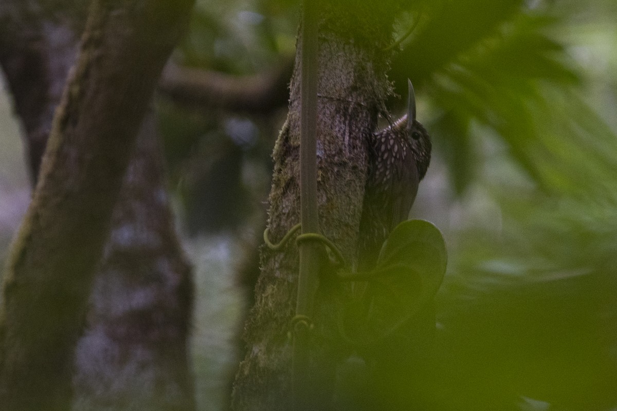 Spot-crowned Woodcreeper - ML92716671
