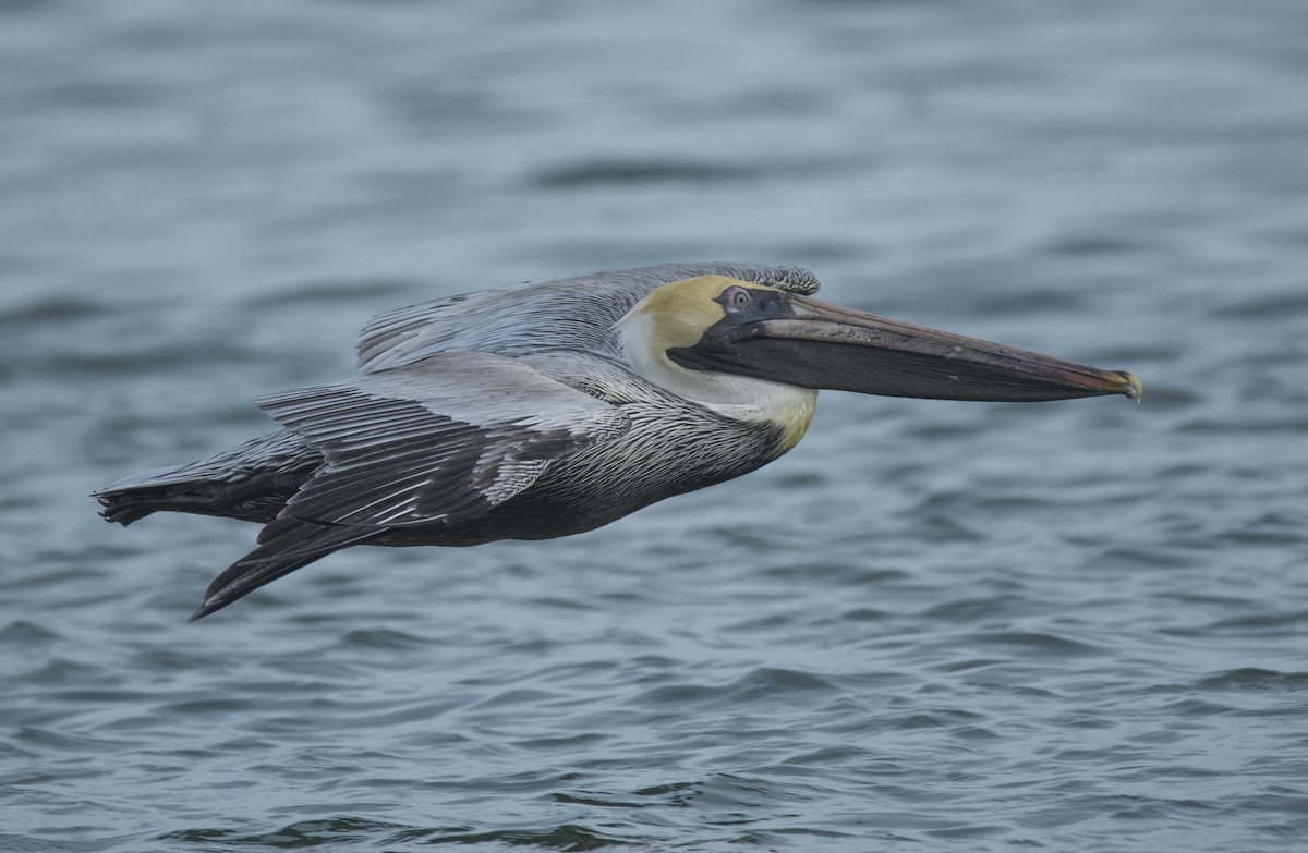 Brown Pelican (Atlantic) - joseph mileyka