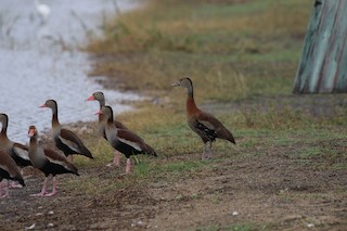 West Indian Whistling-Duck, ML92719461