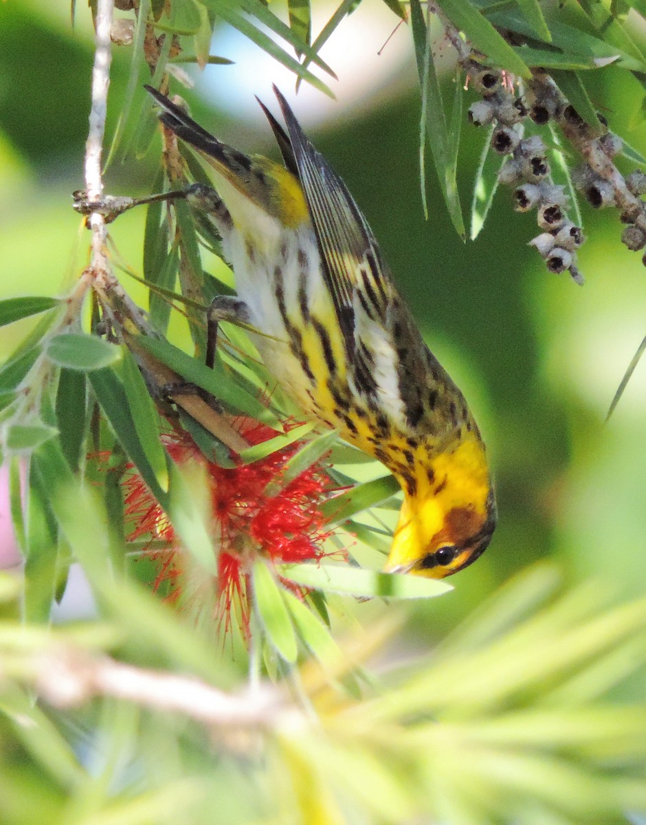 Cape May Warbler - ML92720101