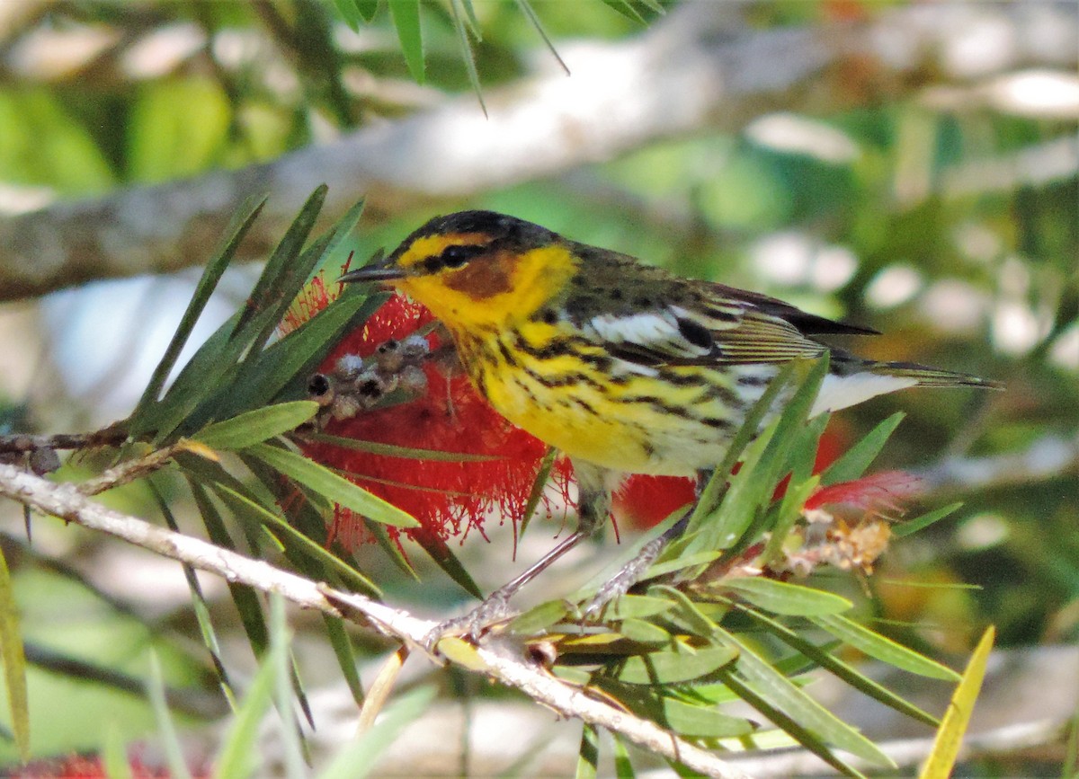 Cape May Warbler - ML92720131