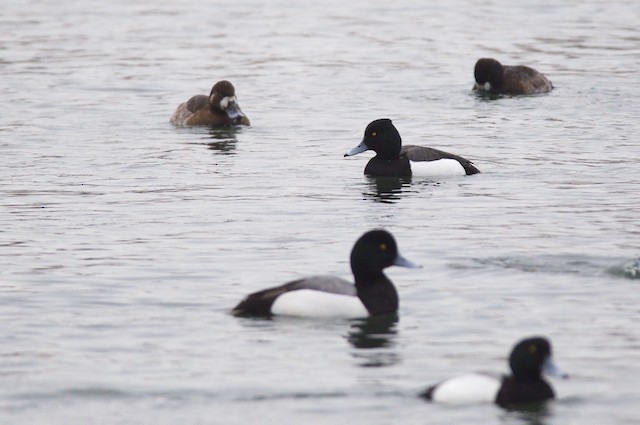 雑種 キンクロハジロ ｘ スズガモ コスズガモ Ebird