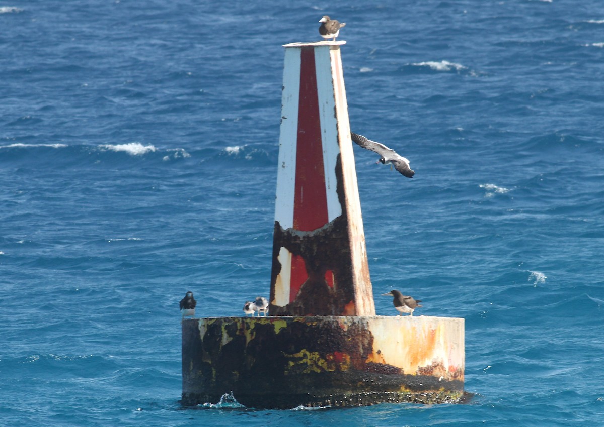 Brown Booby (Forster's) - ML92721831