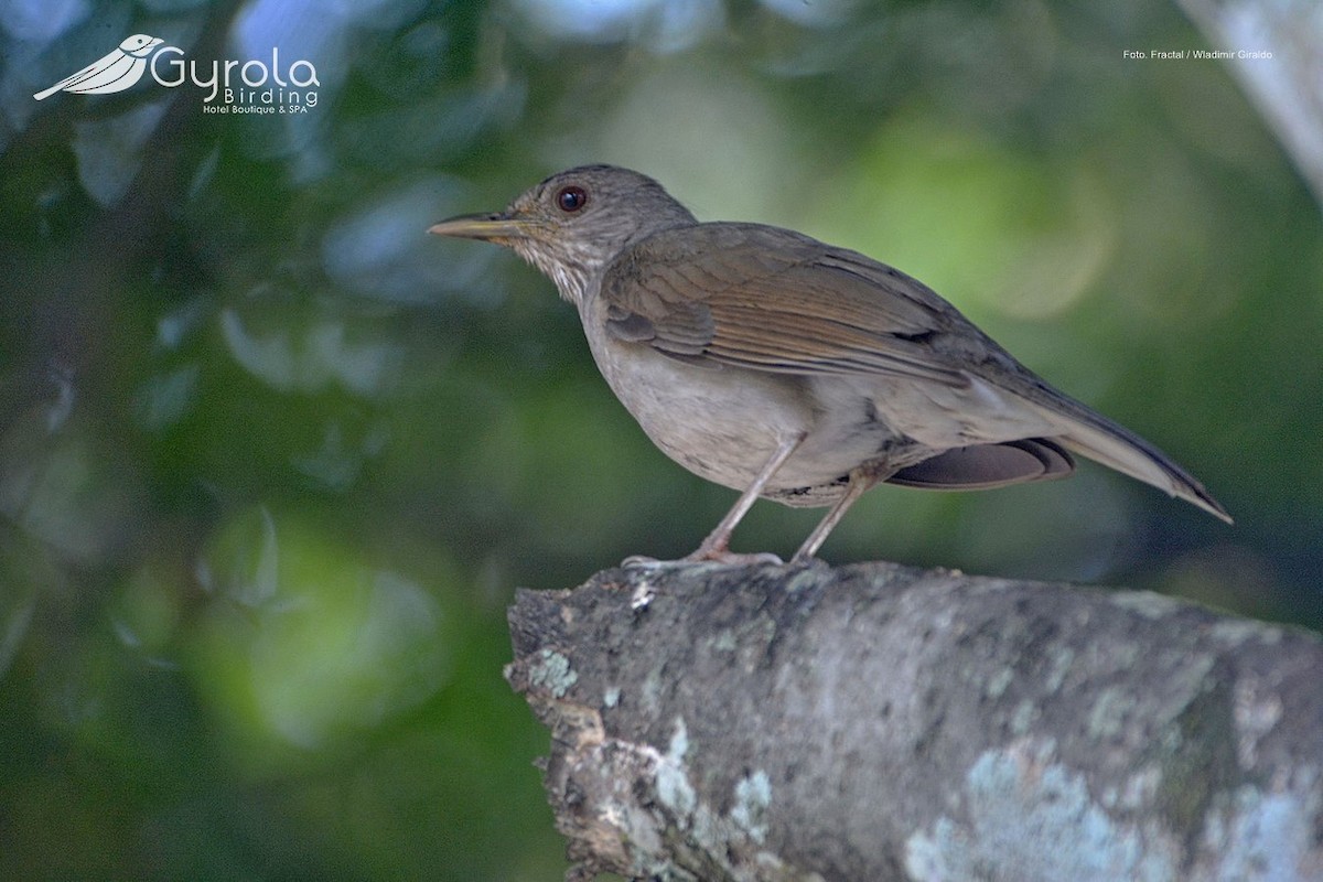 Pale-breasted Thrush - ML92734521