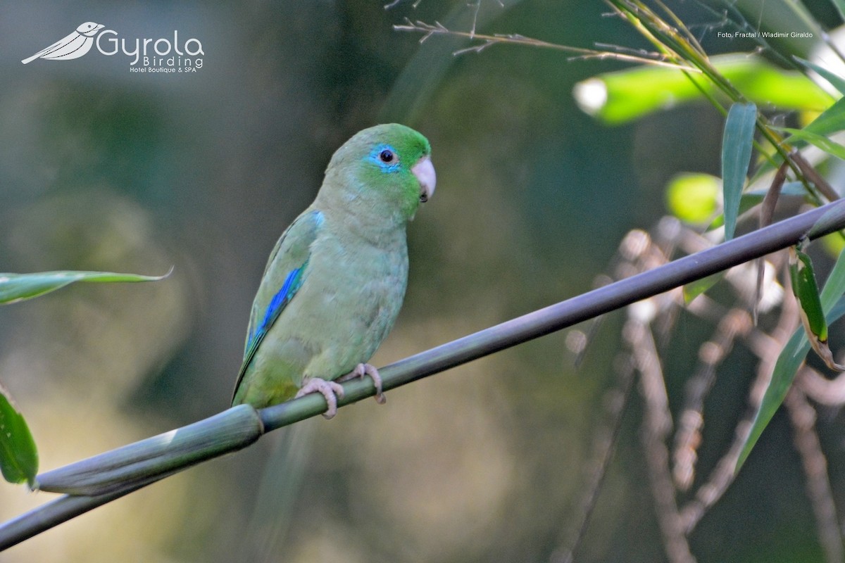 Spectacled Parrotlet - ML92734741