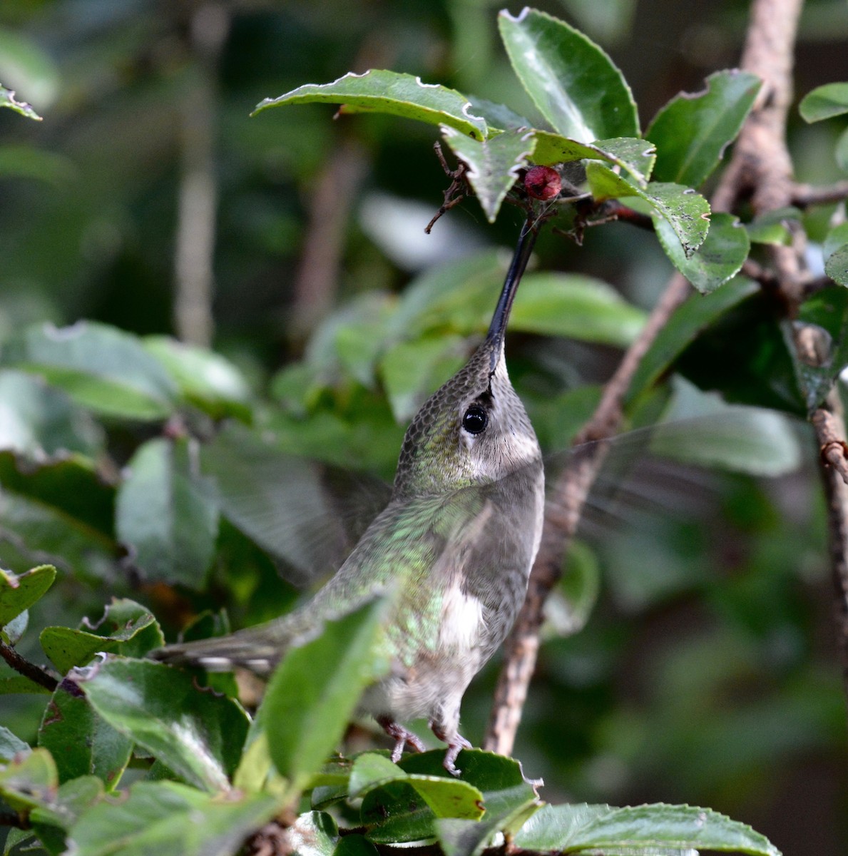 Anna's Hummingbird - ML92735571