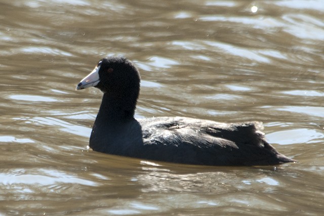 American Coot (Red-shielded) - Martin Wall