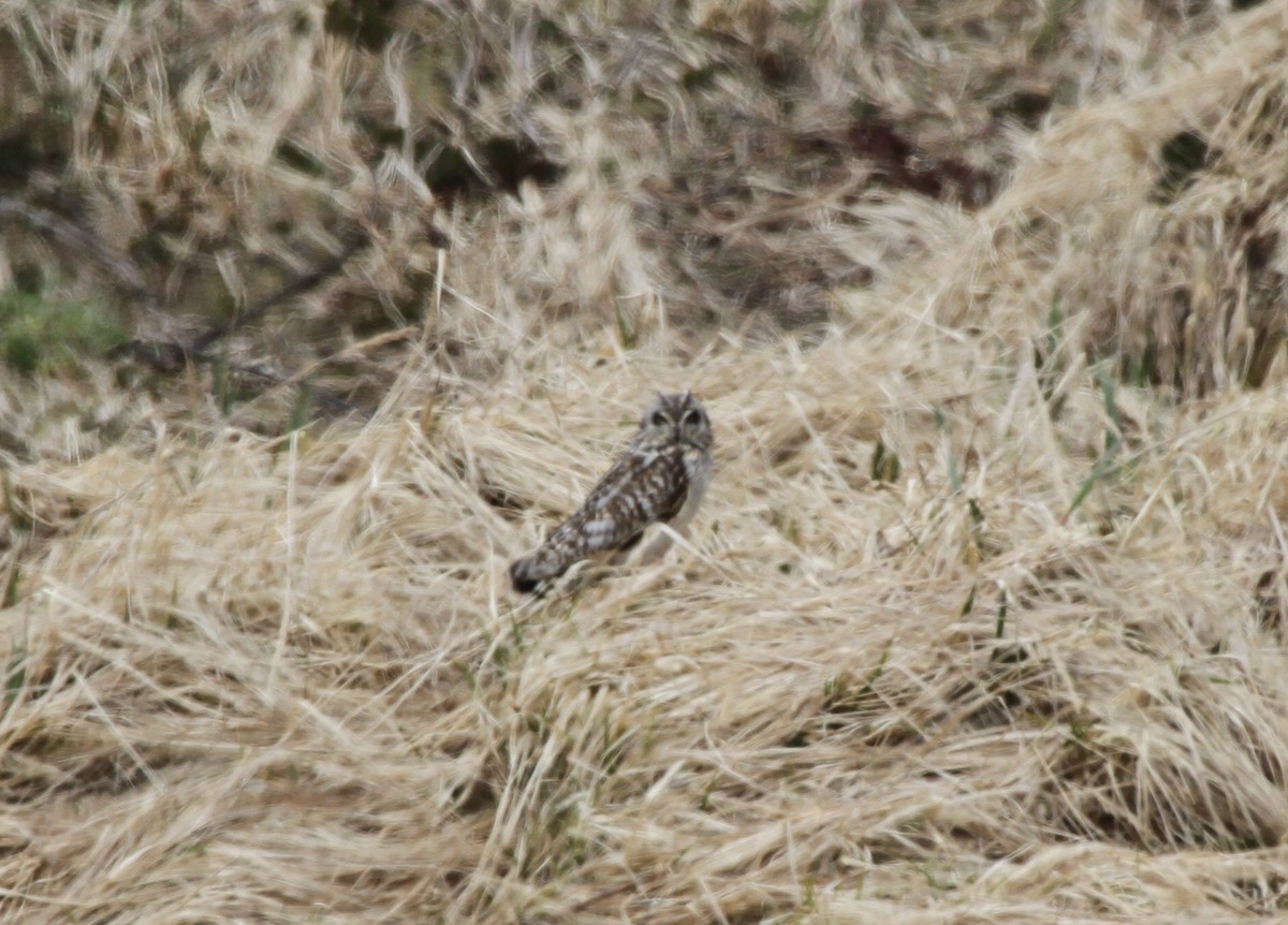 Short-eared Owl - ML92742561