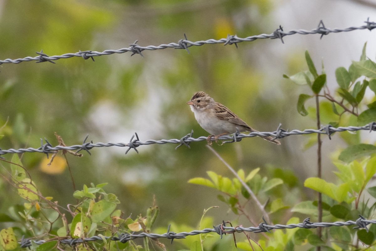 Clay-colored Sparrow - Marlo Hill