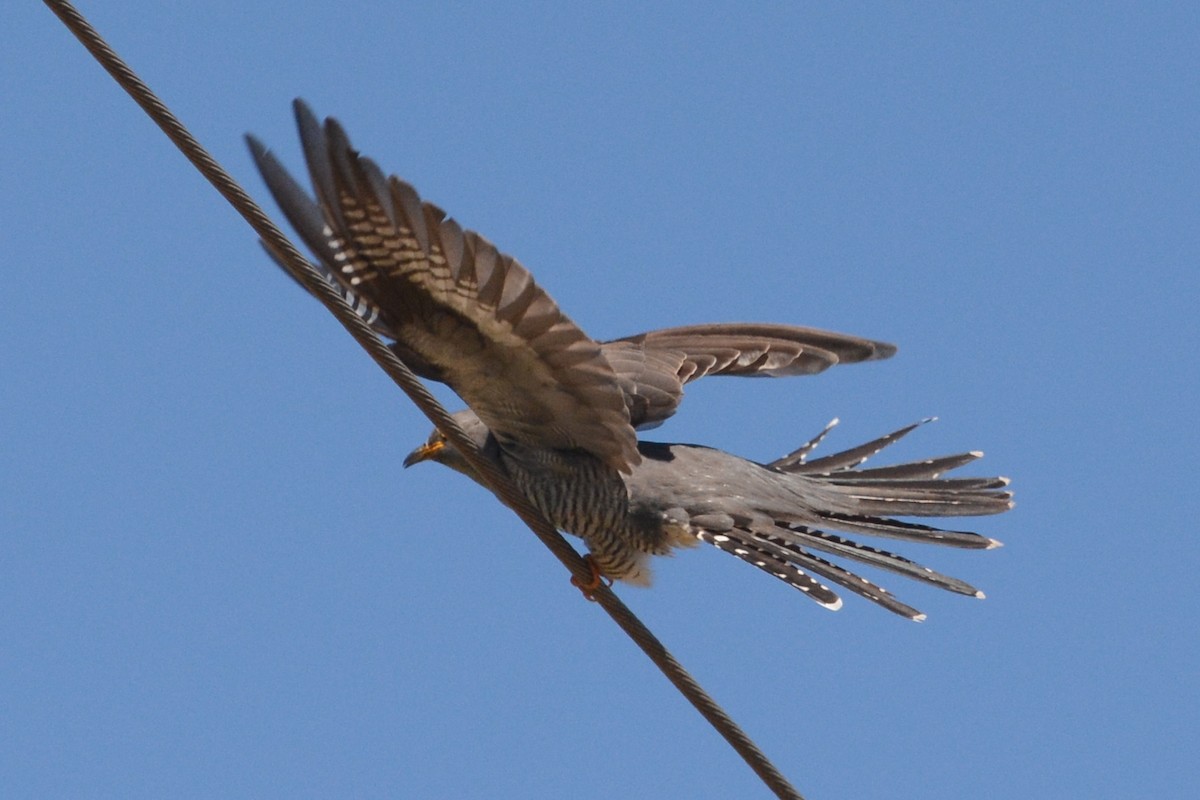Common Cuckoo - Cathy Pasterczyk