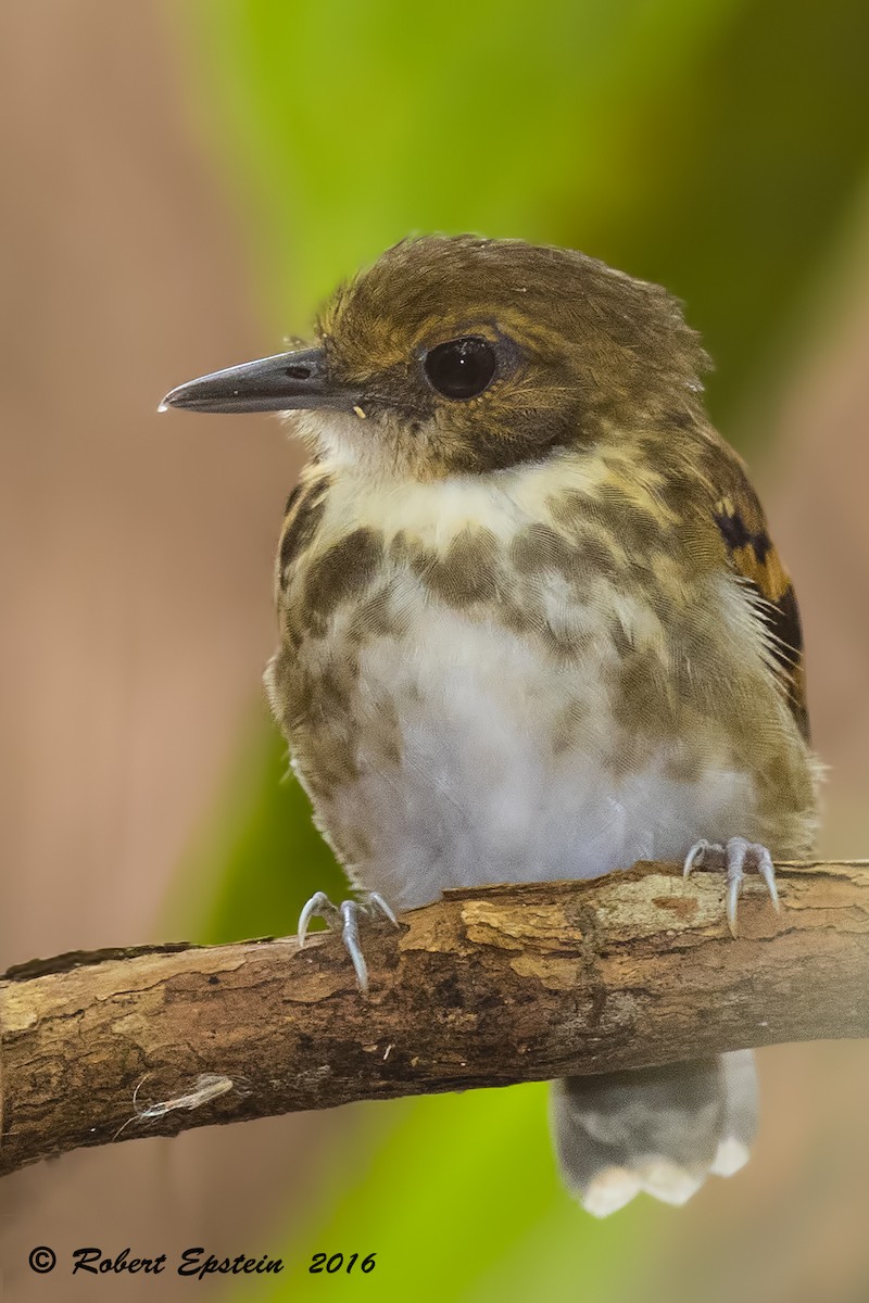 Spotted Antbird - ML92747361