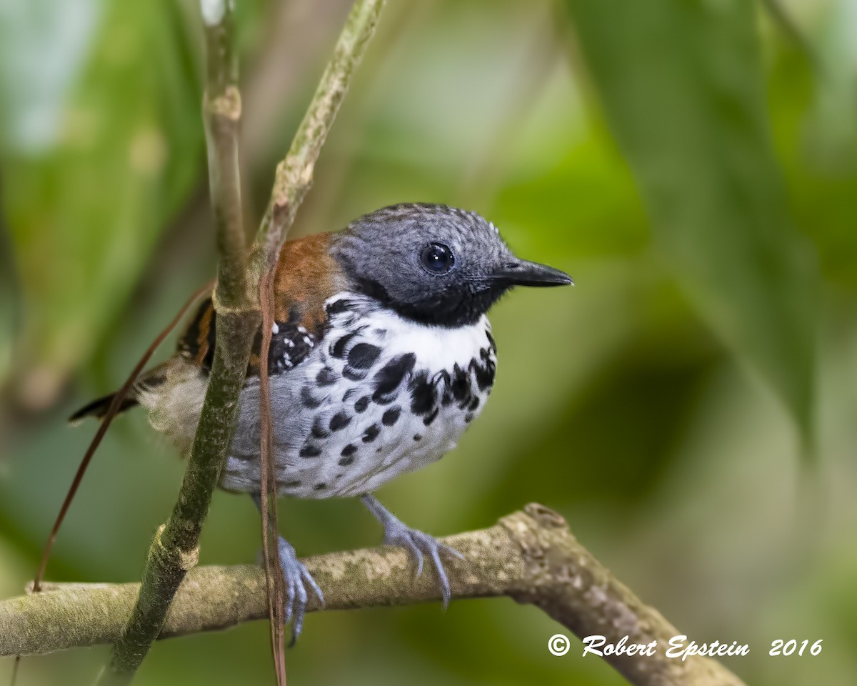 Spotted Antbird - ML92747441